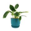 ‘Green Princess’ Philodendron