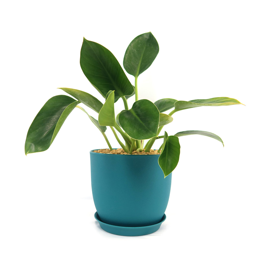 Potted indoor plant with glossy green leaves beside a small Buddha statue
