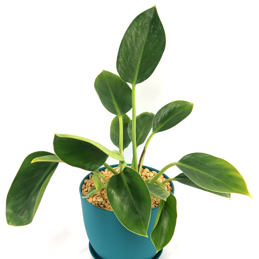 Potted indoor plant with glossy green leaves beside a small Buddha statue