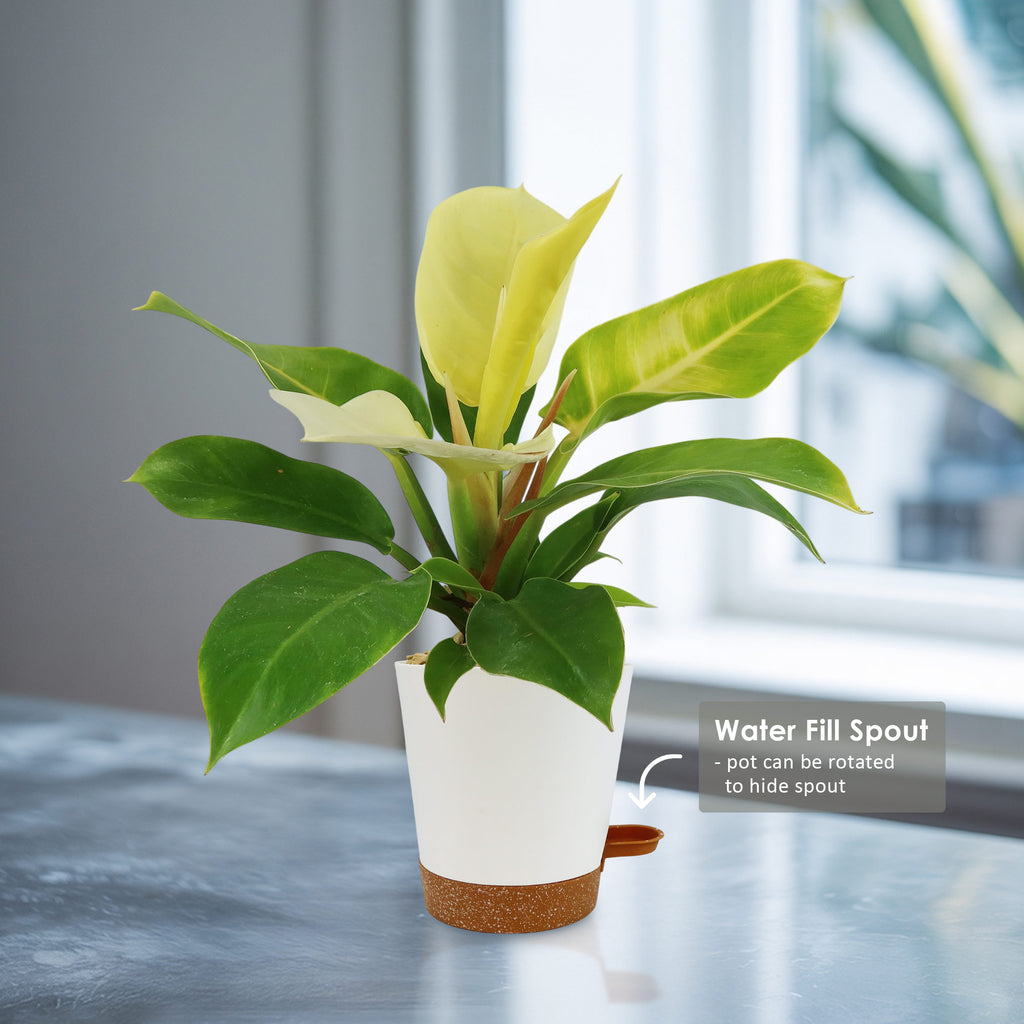 Potted indoor plant with glossy green leaves beside a small Buddha statue