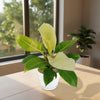 Moonlight Philodendron