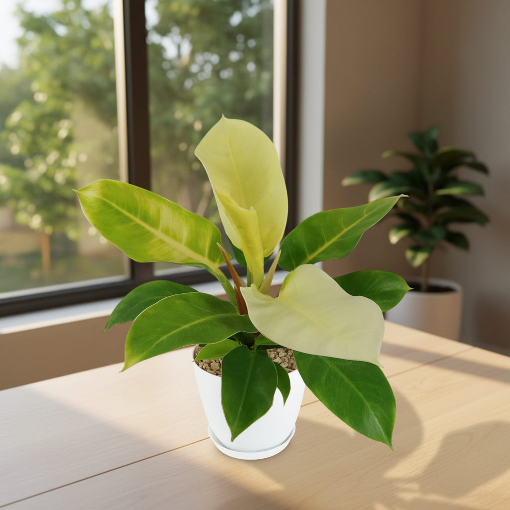 Potted indoor plant with glossy green leaves beside a small Buddha statue