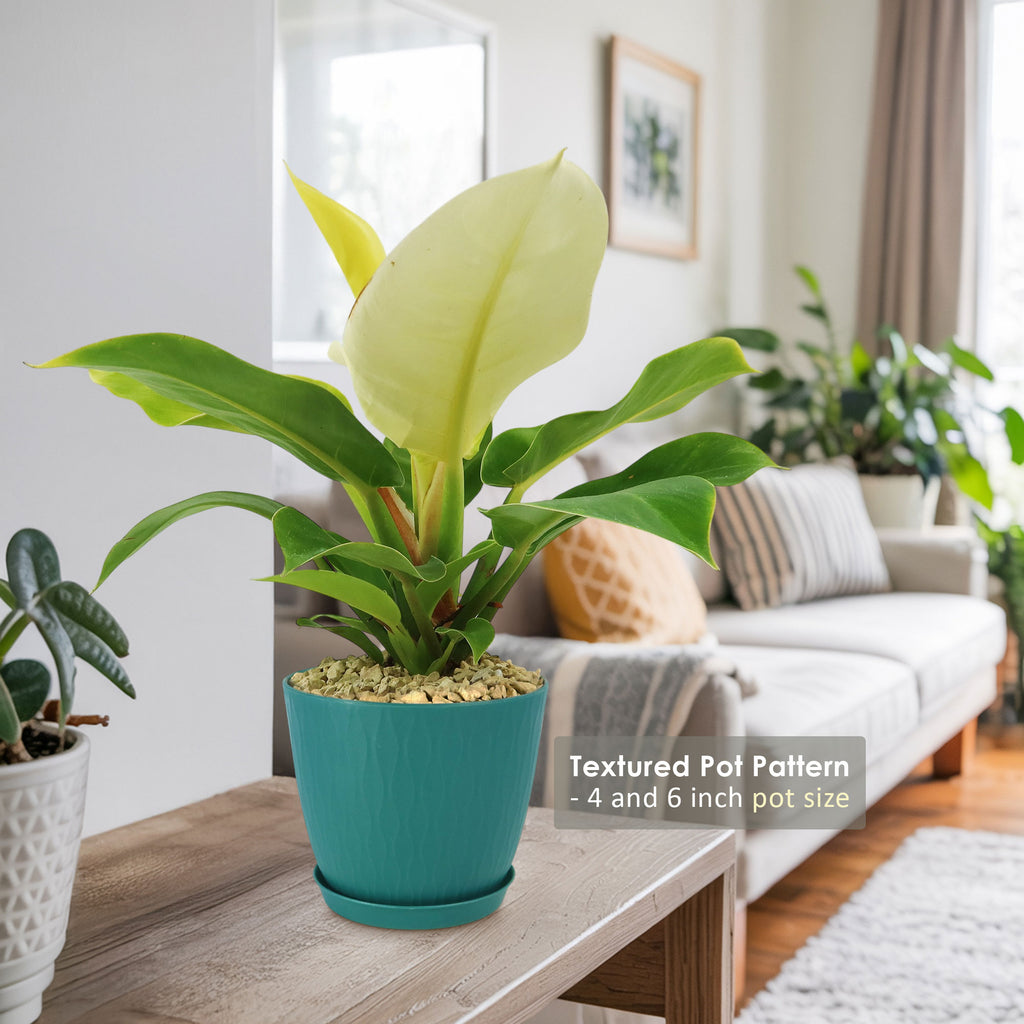 Potted indoor plant with glossy green leaves beside a small Buddha statue