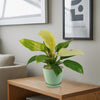 Moonlight Philodendron