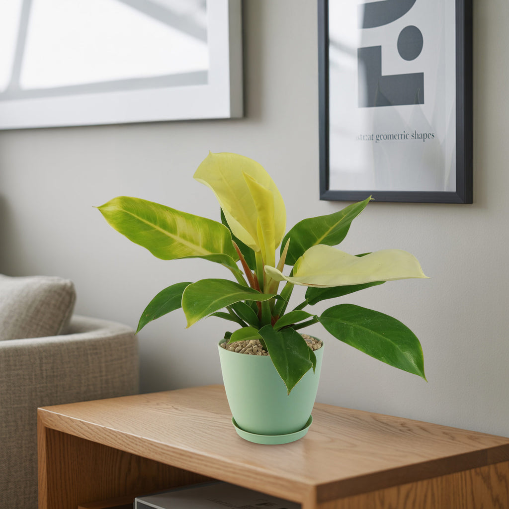 Potted indoor plant with glossy green leaves beside a small Buddha statue