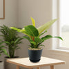 Moonlight Philodendron