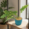 Ring of Fire Plant - Philodendron ‘Ring of Fire’
