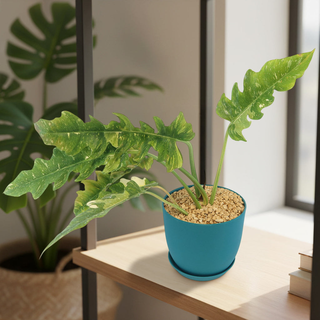 Ring of Fire Plant - Philodendron ‘Ring of Fire’
