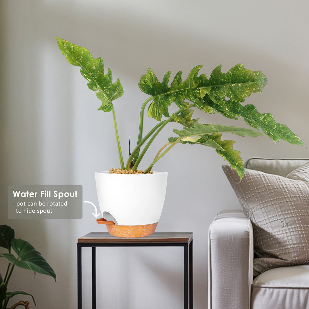 Ring of Fire Plant - Philodendron ‘Ring of Fire’