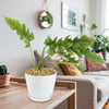 Ring of Fire Plant - Philodendron ‘Ring of Fire’