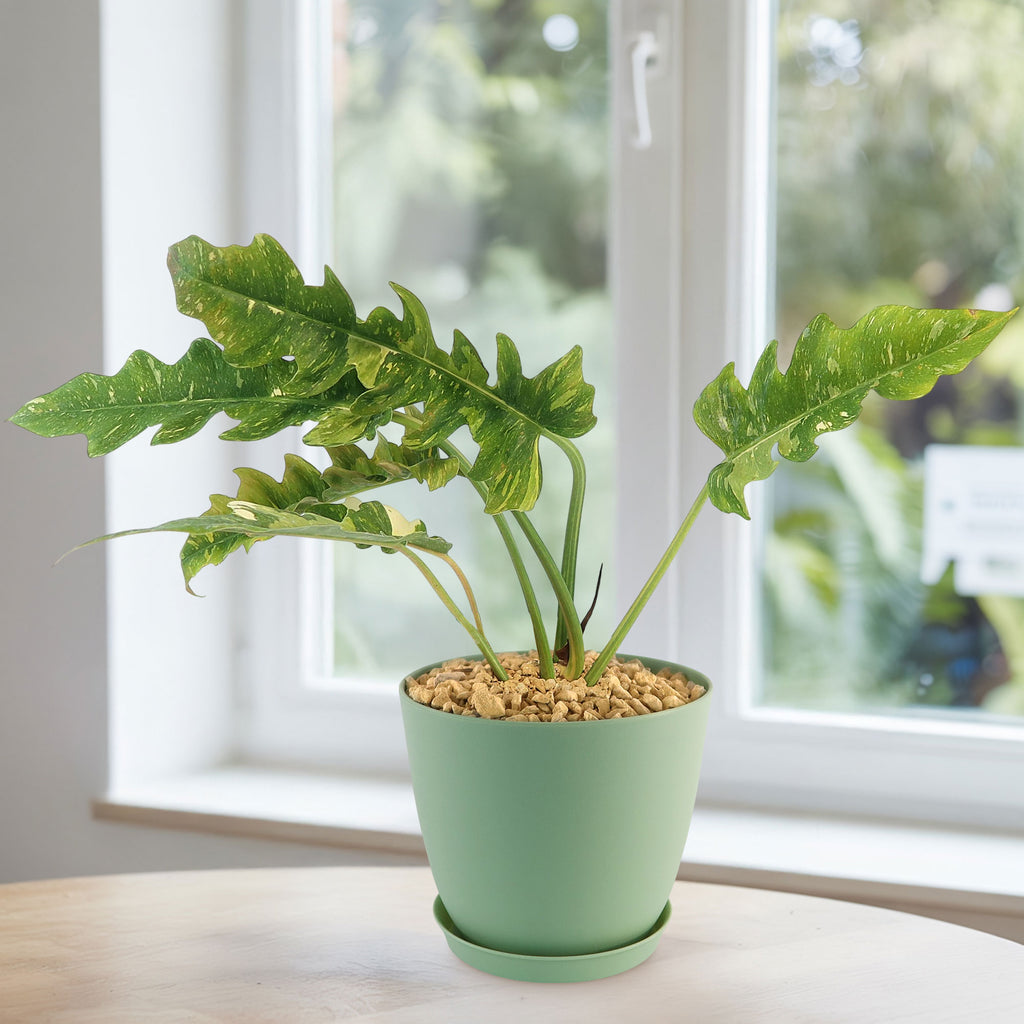 Ring of Fire Plant - Philodendron ‘Ring of Fire’