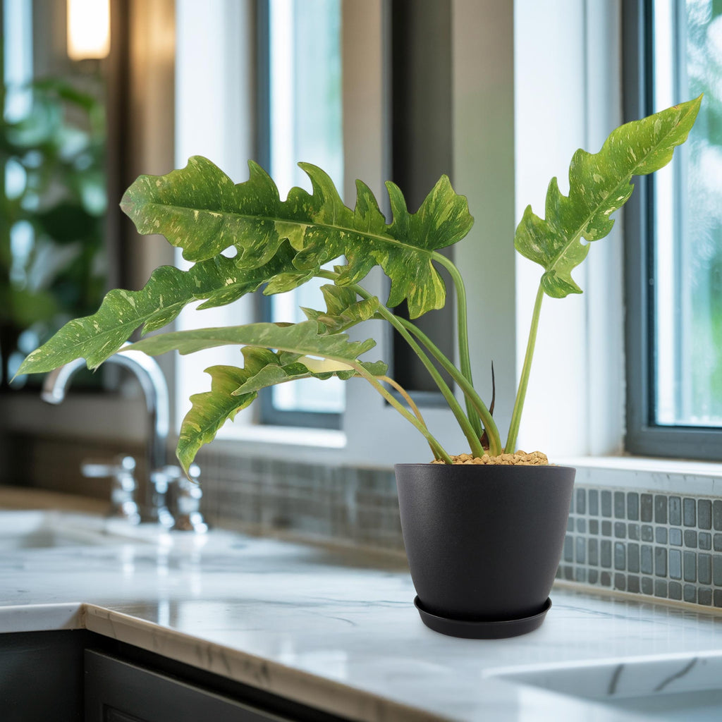 Ring of Fire Plant - Philodendron ‘Ring of Fire’