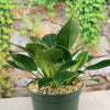 Birkin Philodendron