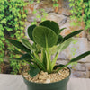 Birkin Philodendron