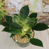 Birkin Philodendron