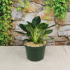 Birkin Philodendron