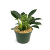 Birkin Philodendron