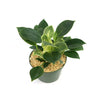 Birkin Philodendron
