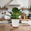 Birkin Philodendron