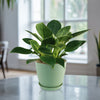 Birkin Philodendron