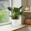 Birkin Philodendron
