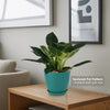 Birkin Philodendron