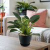 Birkin Philodendron