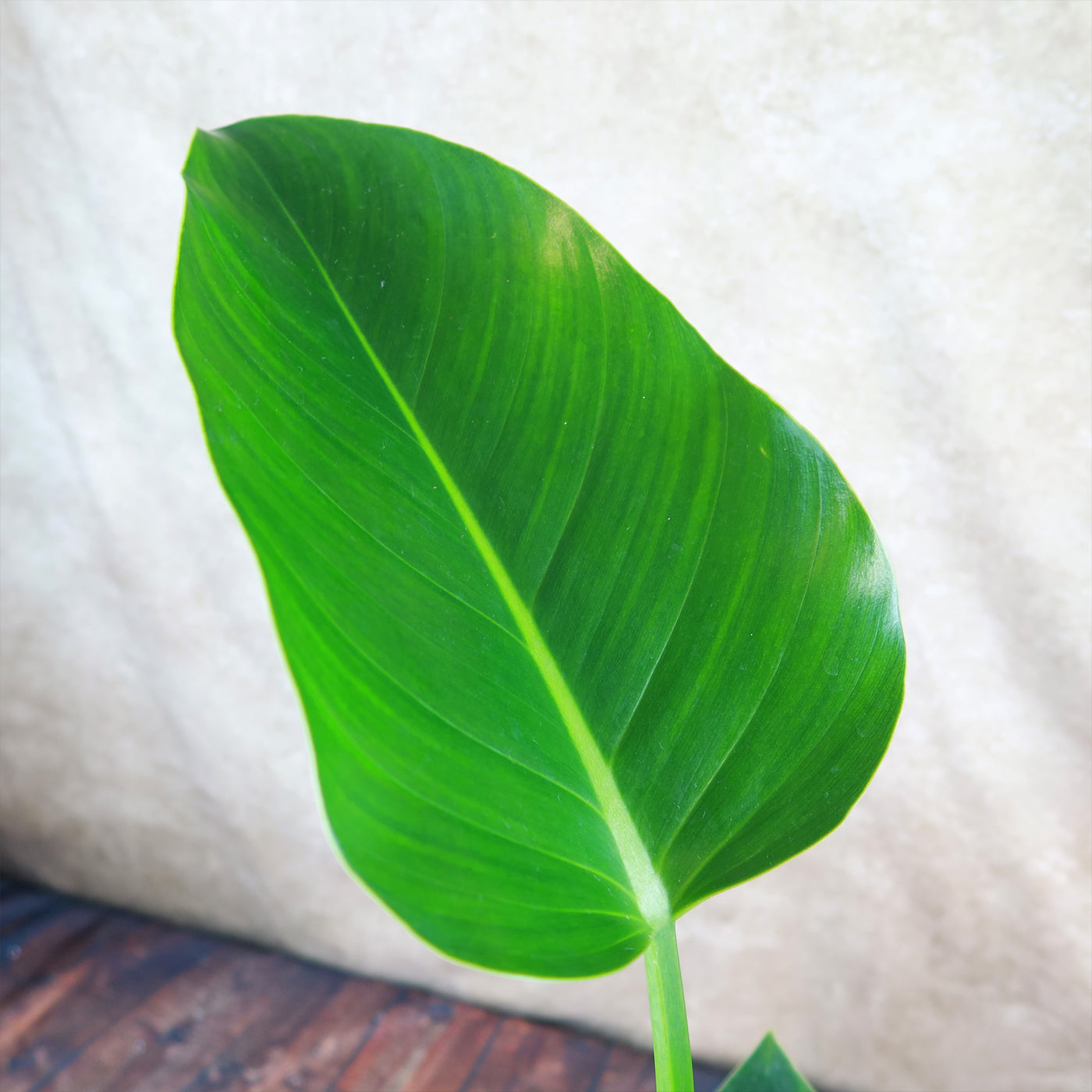 Philodendron ‘Green Congo’