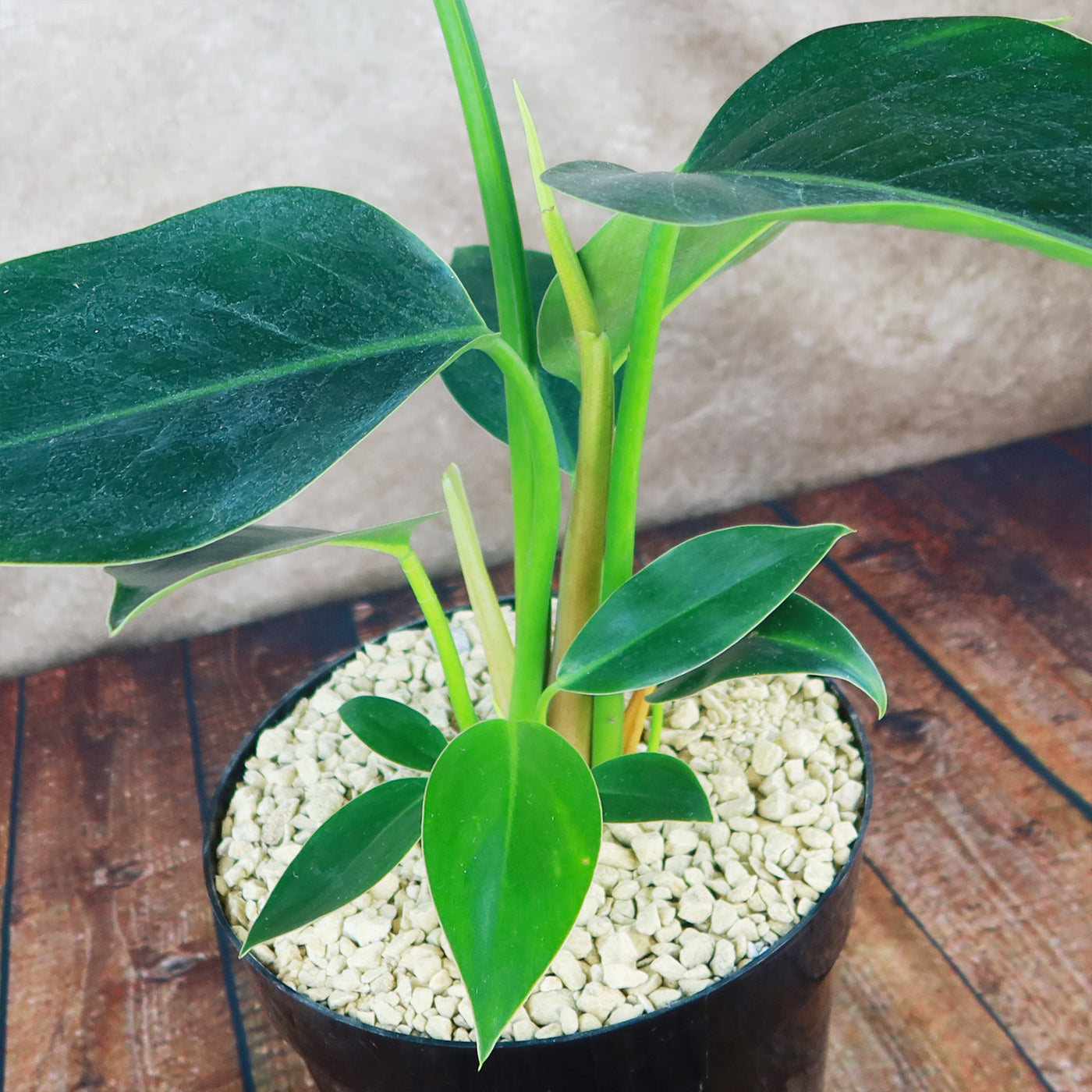 Philodendron ‘Green Congo’