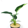 Philodendron ‘Green Congo’