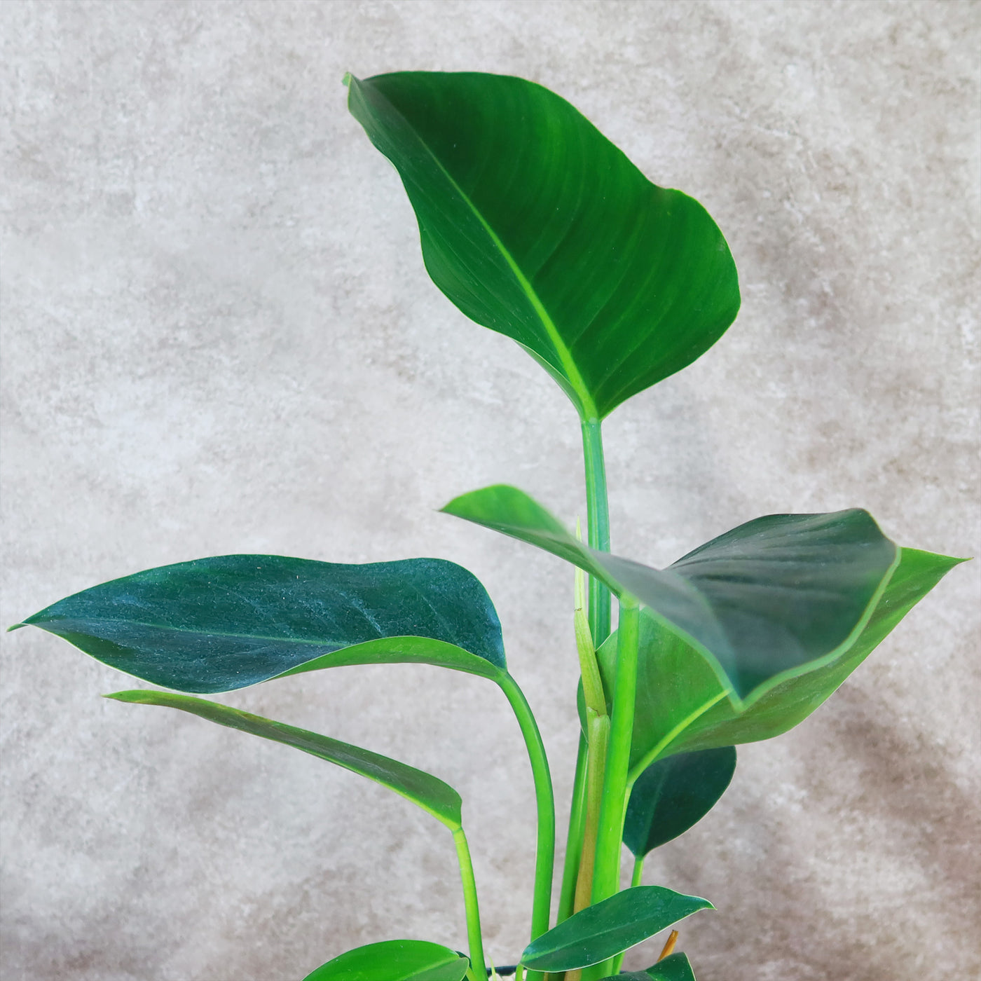 philodendron green congo care Shop 'Philodendron Green Congo' Care & Growing Guide