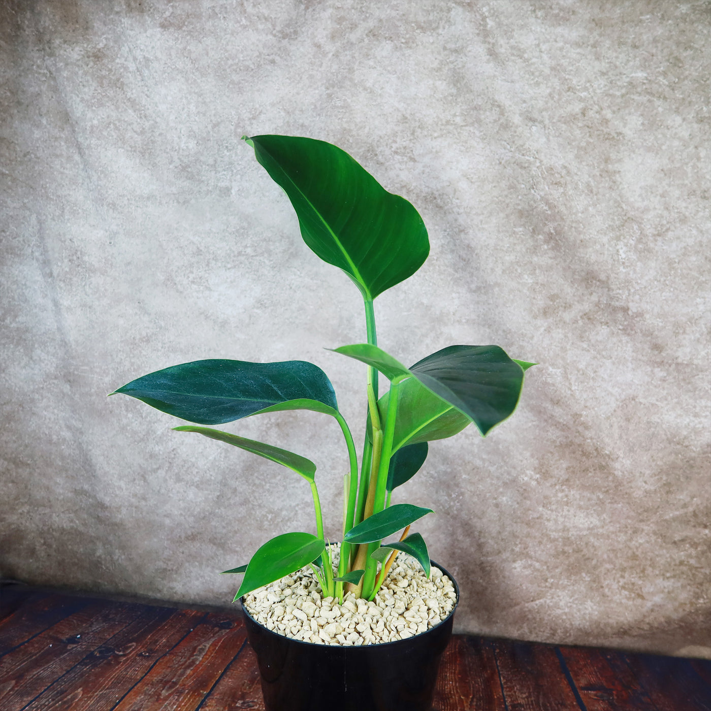 Philodendron ‘Green Congo’