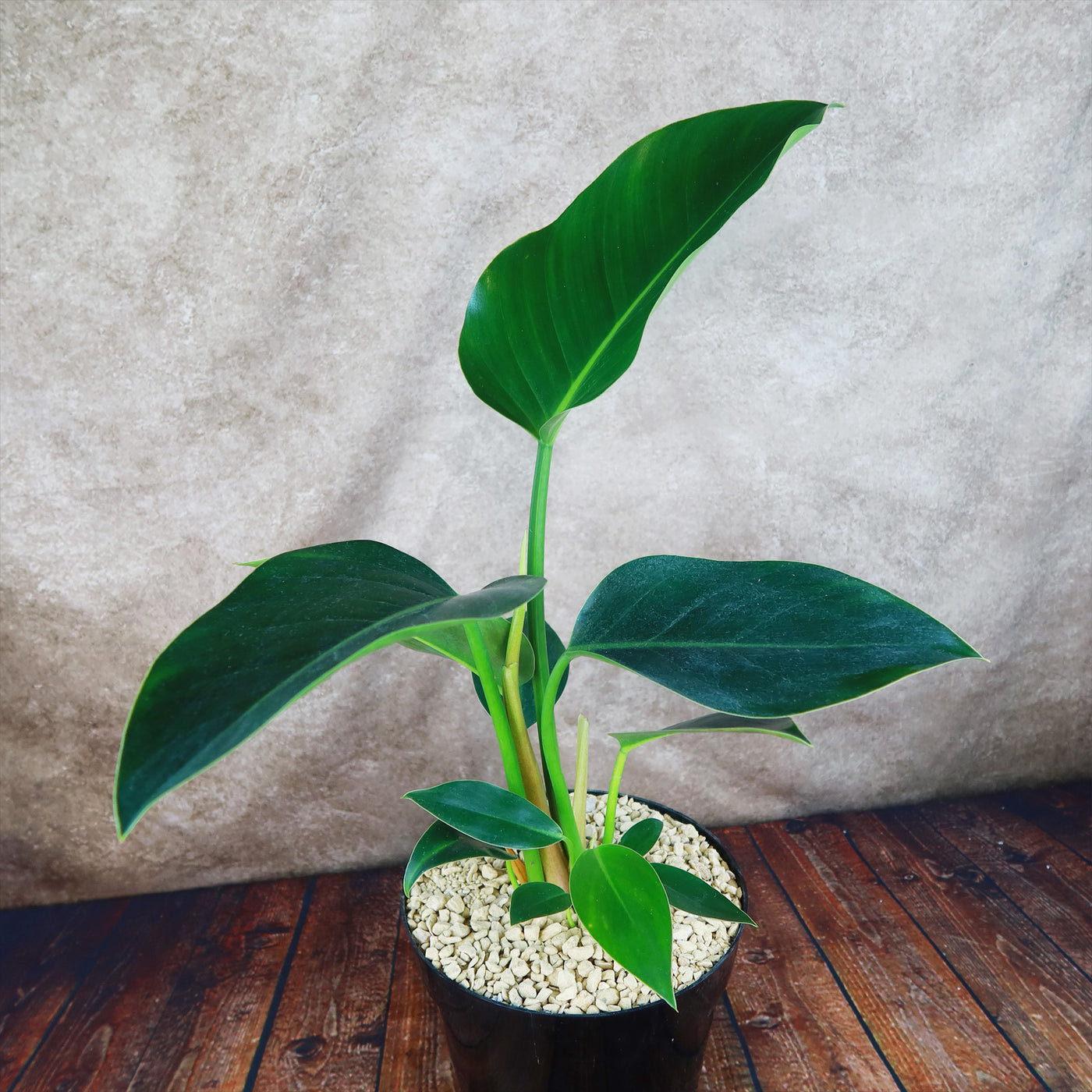 Philodendron ‘Green Congo’