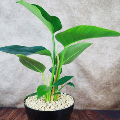 Philodendron ‘Green Congo’