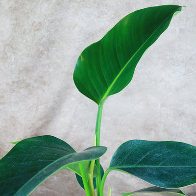 green philodendron congo Shop 'Philodendron Green Congo' Care & Growing Guide