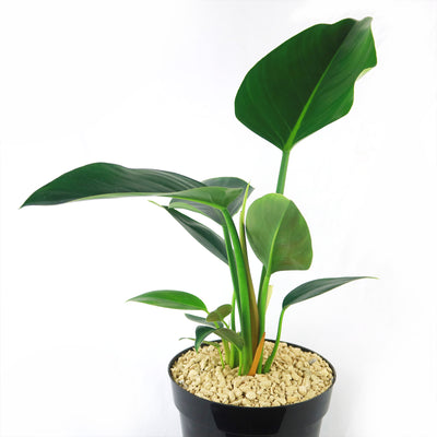 philodendron congo soil ‘Green Congo’ Philodendron