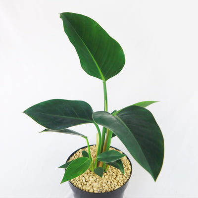philodendron congo outdoors ‘Green Congo’ Philodendron