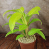 Philodendron ‘Golden Goddess’