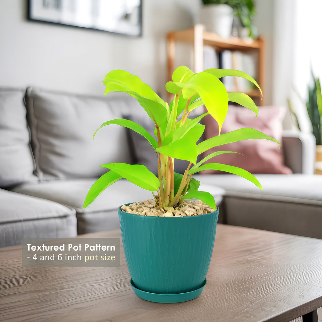 Philodendron ‘Golden Goddess’