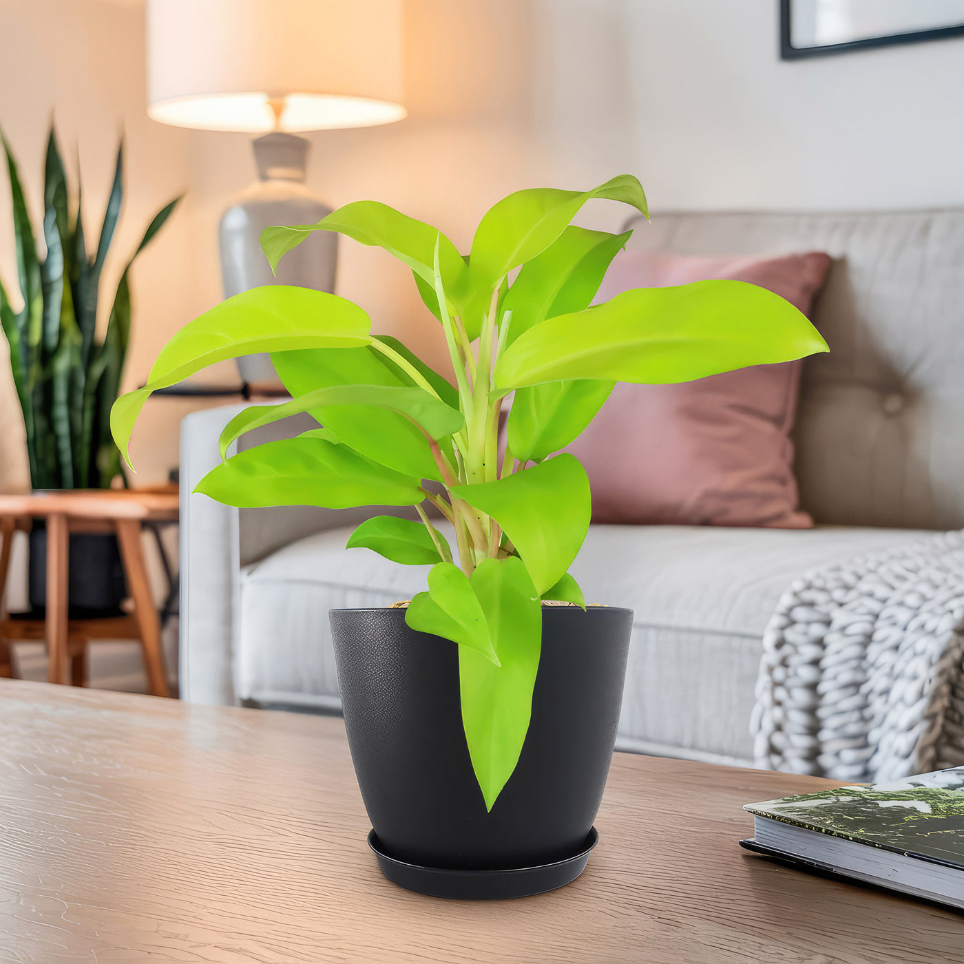 lamp tree philodendron ‘Golden Goddess’ Philodendron 6" Pot / Teal / Without Pot