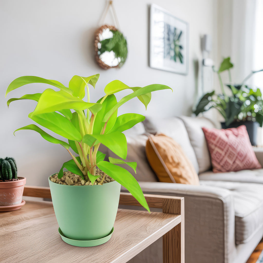 Philodendron ‘Golden Goddess’