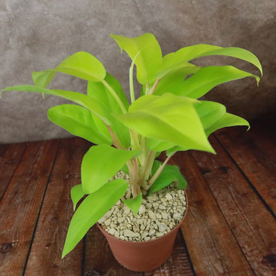 philodendron gordon's gold ‘Golden Goddess’ Philodendron 6" Pot / Teal / Without Pot