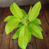 Philodendron ‘Golden Goddess’