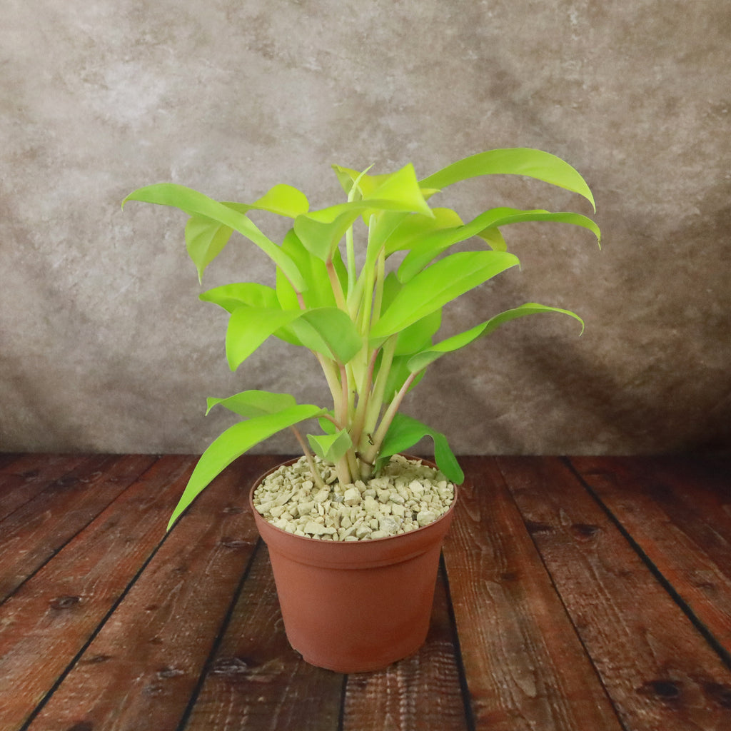 Philodendron ‘Golden Goddess’