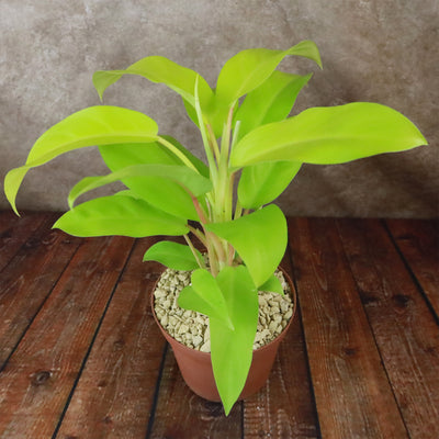 philodendron ceylon golden plant ‘Golden Goddess’ Philodendron 6" Pot / Teal / Without Pot