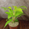 Philodendron ‘Golden Goddess’