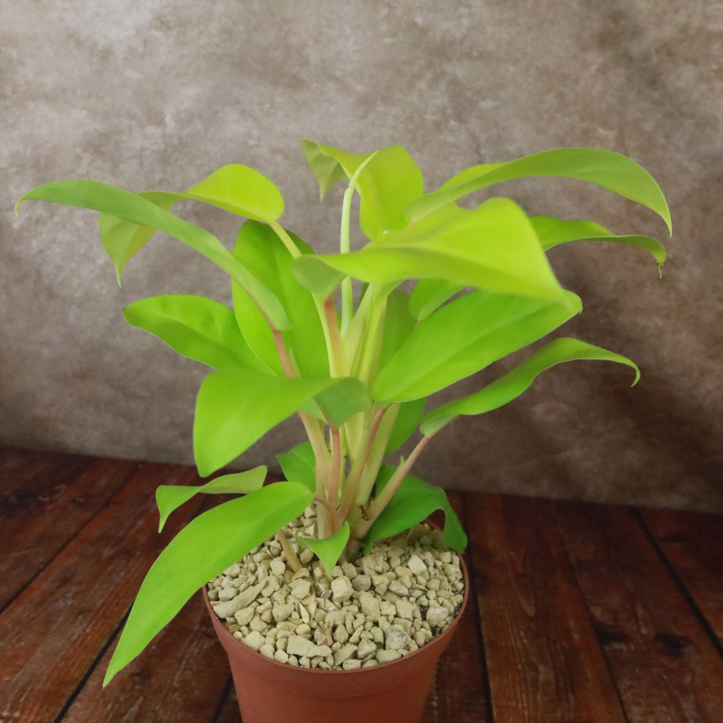 Philodendron ‘Golden Goddess’