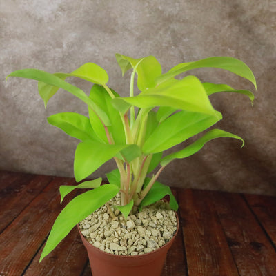 philodendron golden princess care ‘Golden Goddess’ Philodendron 6" Pot / Teal / Without Pot