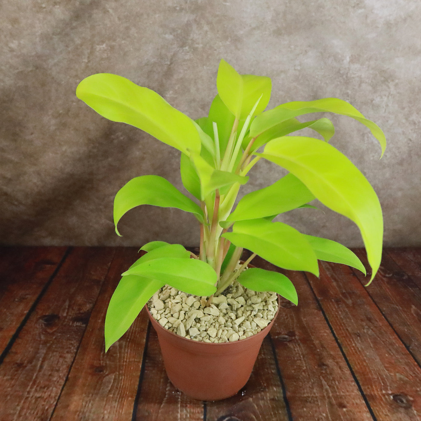 golden goddess philodendron climbing ‘Golden Goddess’ Philodendron 6" Pot / Teal / Without Pot