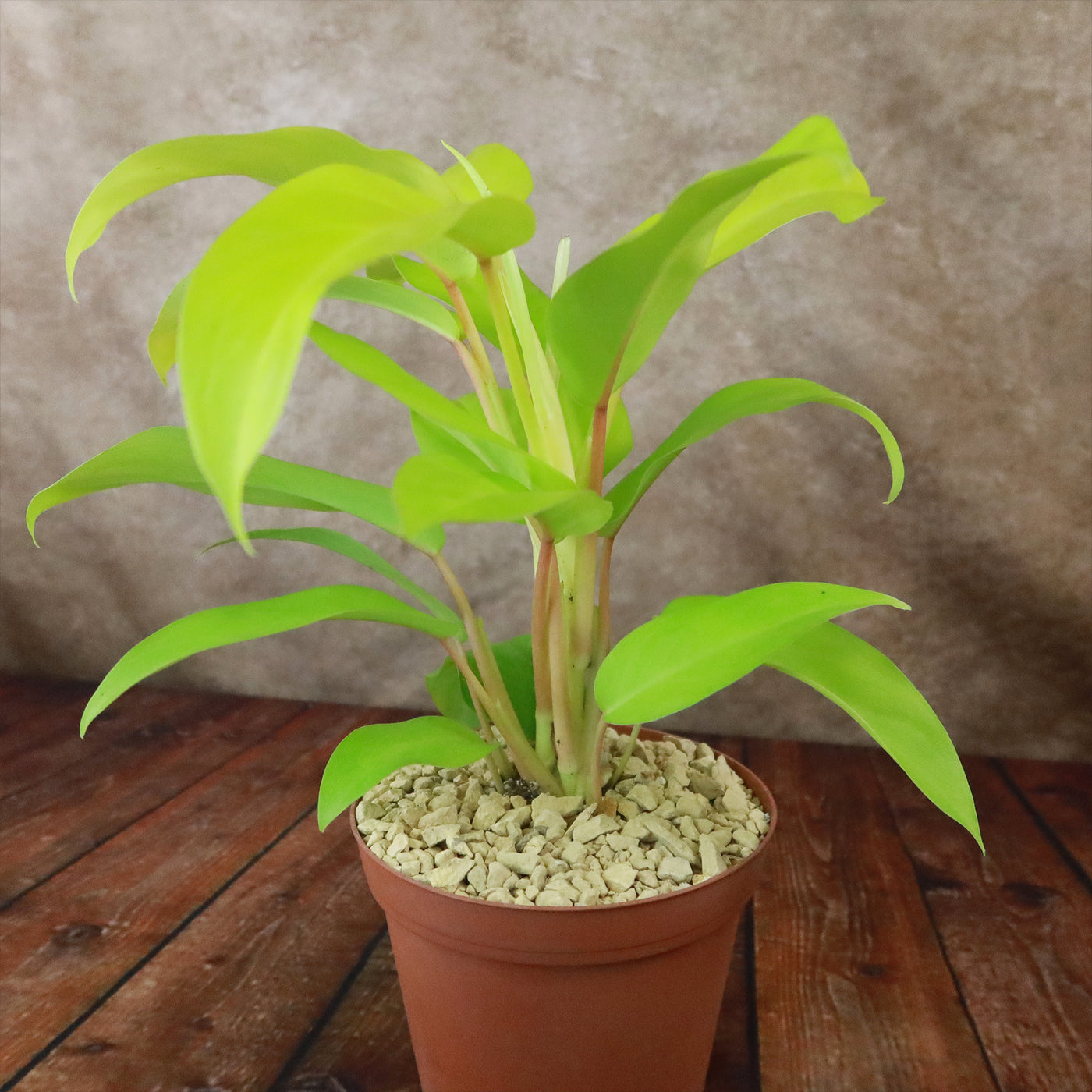 golden goddess plant philodendron ‘Golden Goddess’ Philodendron 6" Pot / Teal / Without Pot